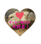 ヒメウズラ感情（個別スタンプ：5）