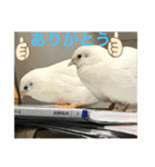 ヒメウズラ感情（個別スタンプ：6）