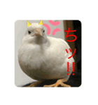 ヒメウズラ感情（個別スタンプ：7）
