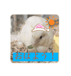 ヒメウズラ感情（個別スタンプ：8）