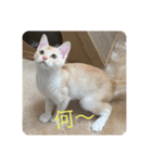 マンチカンのきなこちゃん（個別スタンプ：2）