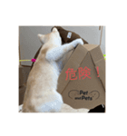 マンチカンのきなこちゃん（個別スタンプ：4）