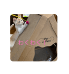 マンチカンのきなこちゃん（個別スタンプ：6）