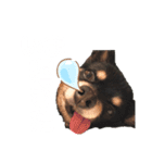 佐々木小太郎スタンプ（個別スタンプ：1）