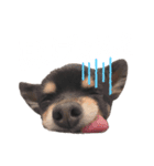 佐々木小太郎スタンプ（個別スタンプ：5）