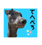 イタグレのめいの喜怒哀楽。（個別スタンプ：1）