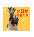 イタグレのめいの喜怒哀楽。（個別スタンプ：2）