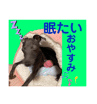 イタグレのめいの喜怒哀楽。（個別スタンプ：3）