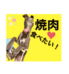 イタグレのめいの喜怒哀楽。（個別スタンプ：4）