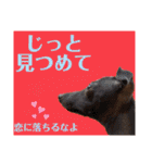 イタグレのめいの喜怒哀楽。（個別スタンプ：5）