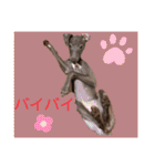 イタグレのめいの喜怒哀楽。（個別スタンプ：7）
