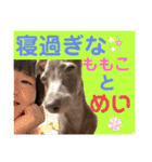 イタグレのめいの喜怒哀楽。（個別スタンプ：8）