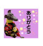 イタグレのめいの喜怒哀楽。（個別スタンプ：11）