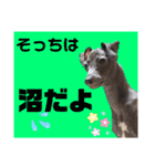 イタグレのめいの喜怒哀楽。（個別スタンプ：12）