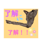 イタグレのめいの喜怒哀楽。（個別スタンプ：13）