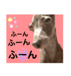 イタグレのめいの喜怒哀楽。（個別スタンプ：14）