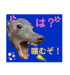 イタグレのめいの喜怒哀楽。（個別スタンプ：16）