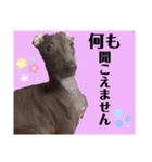 イタグレのめいの喜怒哀楽。（個別スタンプ：17）
