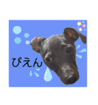 イタグレのめいの喜怒哀楽。（個別スタンプ：24）