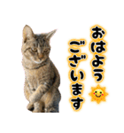 しゃもねこ日和（個別スタンプ：1）