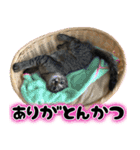 しゃもねこ日和（個別スタンプ：5）