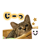 しゃもねこ日和（個別スタンプ：18）