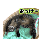 しゃもねこ日和（個別スタンプ：22）