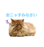 心縁7（個別スタンプ：24）