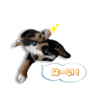 ランディ×ルディ（個別スタンプ：11）