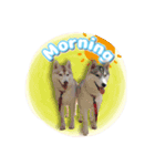 茨城犬ショコバニラ（個別スタンプ：1）