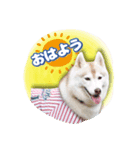 茨城犬ショコバニラ（個別スタンプ：2）