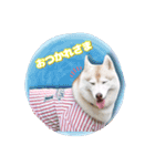 茨城犬ショコバニラ（個別スタンプ：3）