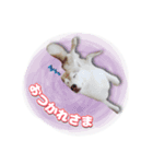 茨城犬ショコバニラ（個別スタンプ：4）