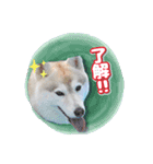 茨城犬ショコバニラ（個別スタンプ：6）