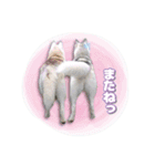 茨城犬ショコバニラ（個別スタンプ：7）