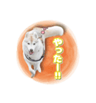 茨城犬ショコバニラ（個別スタンプ：8）