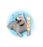 茨城犬ショコバニラ（個別スタンプ：9）