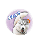 茨城犬ショコバニラ（個別スタンプ：10）