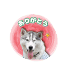茨城犬ショコバニラ（個別スタンプ：12）