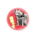 茨城犬ショコバニラ（個別スタンプ：13）