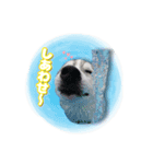 茨城犬ショコバニラ（個別スタンプ：16）