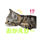 ひまにゃん6（個別スタンプ：1）