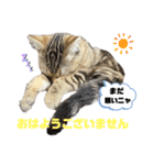ひまにゃん6（個別スタンプ：4）