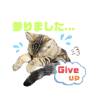 ひまにゃん6（個別スタンプ：5）