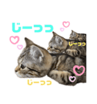 ひまにゃん6（個別スタンプ：8）