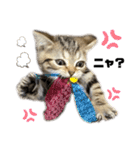 ひまにゃん6（個別スタンプ：10）