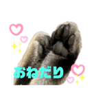 ひまにゃん6（個別スタンプ：12）