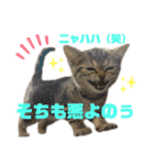 ひまにゃん6（個別スタンプ：13）