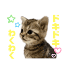 ひまにゃん6（個別スタンプ：20）