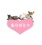 あんことぼちゃみ。あんぼちゃと申します。（個別スタンプ：4）